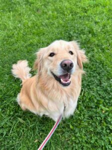 Maya, a Golden Retriever we transported from Argentina to Colombia, posing with her leash in front of green grass.