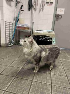 Pepper, a grey Maine Coon cat transported from Singapore to Hong Kong, posing before boarding his flight.
