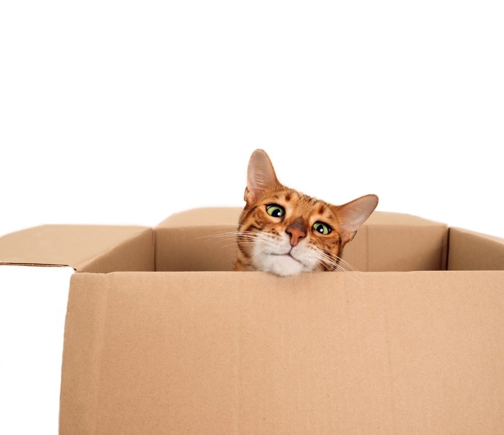 Funny beautiful playful striped ginger purebred bengal cat look from carton box on white background. Cute pet hiding or playing. Family with pet moving into new house.