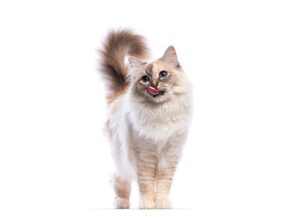 Adorable birman cat licking its nose, isolated on a white background, showcasing its fluffy fur and captivating blue eyes