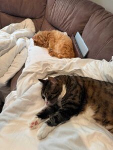 Litty and Mimsy resting in their new home after their flight to Dublin!