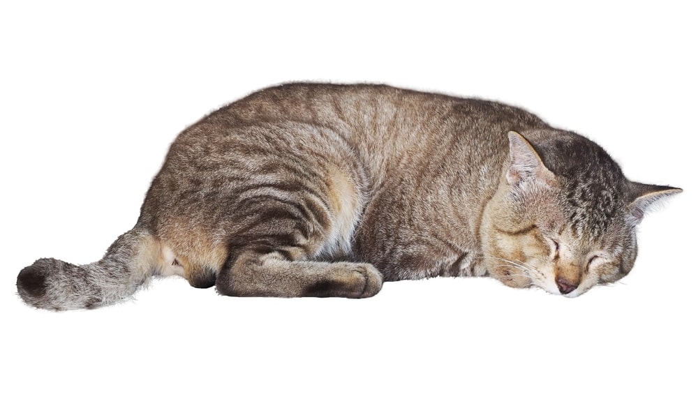 Cat isolated on white background. The cat is sleeping clipping path isolated object.