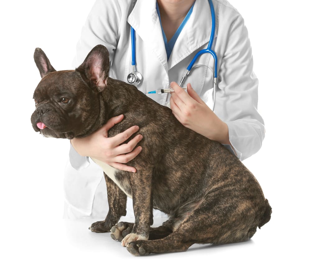 Veterinarian vaccinating dog on white background.