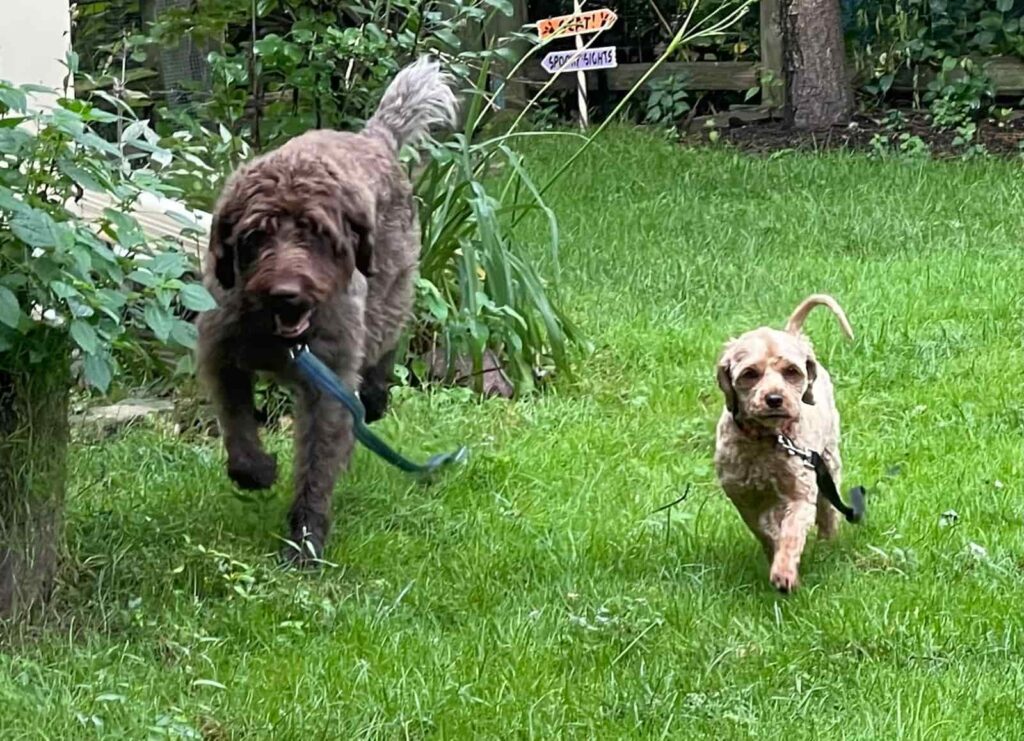 Bernie the dog, brother of Red and Kiwi, relocated from the USA to Spain with WorldCare Pet Transport.