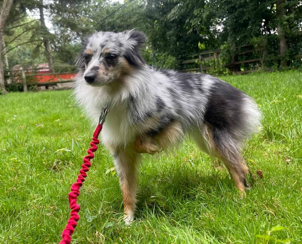 Kiwi the dog, one of Red’s brothers, preparing for relocation from the USA to Spain with WorldCare Pet Transport.