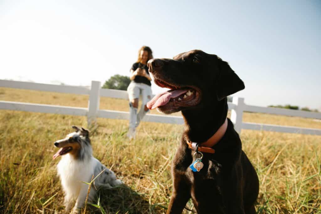 Pets In The Ground At John Kelson Blog