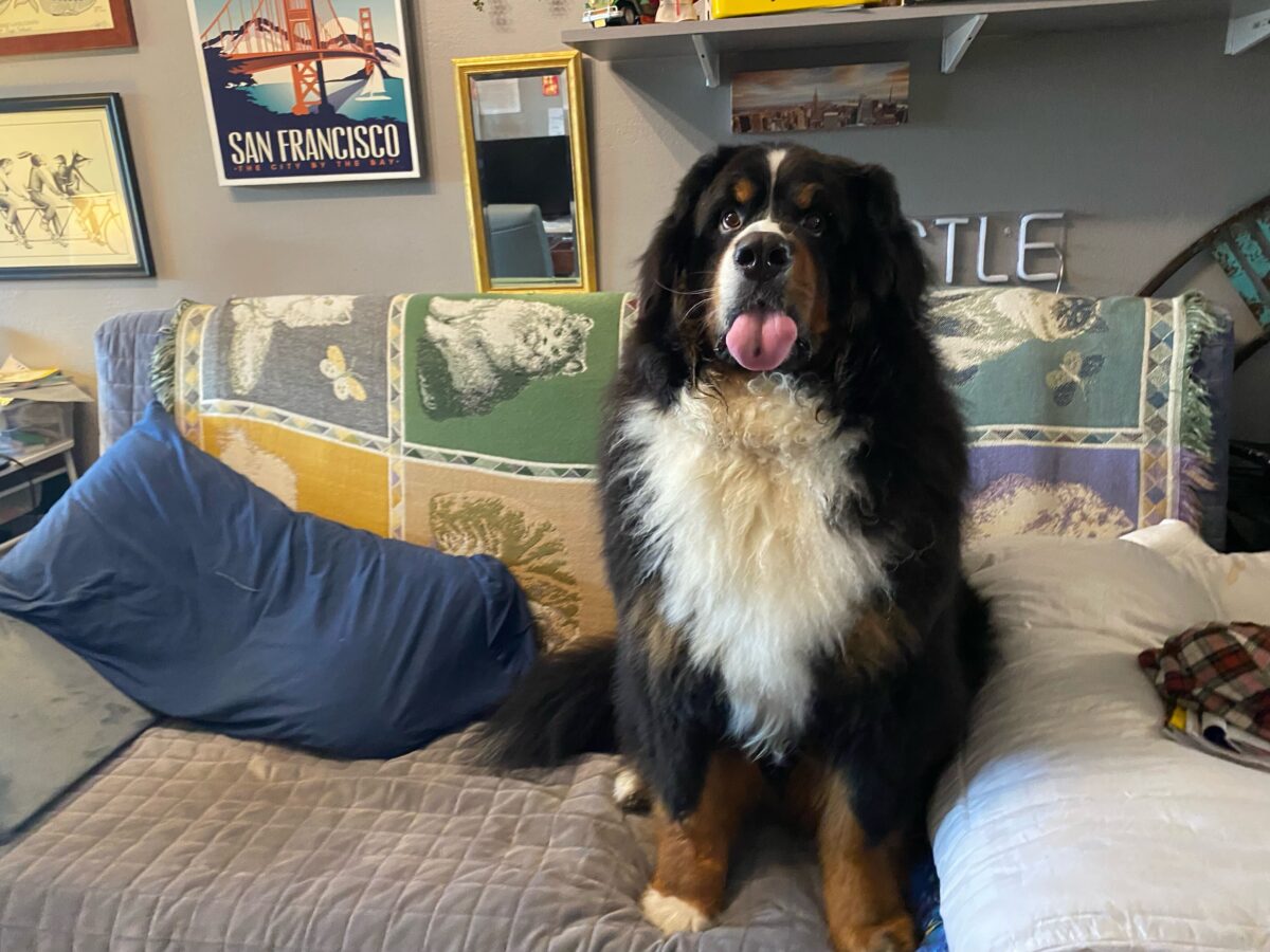 Happy Tails in the Sky and on the Road Adventures with Our Furry