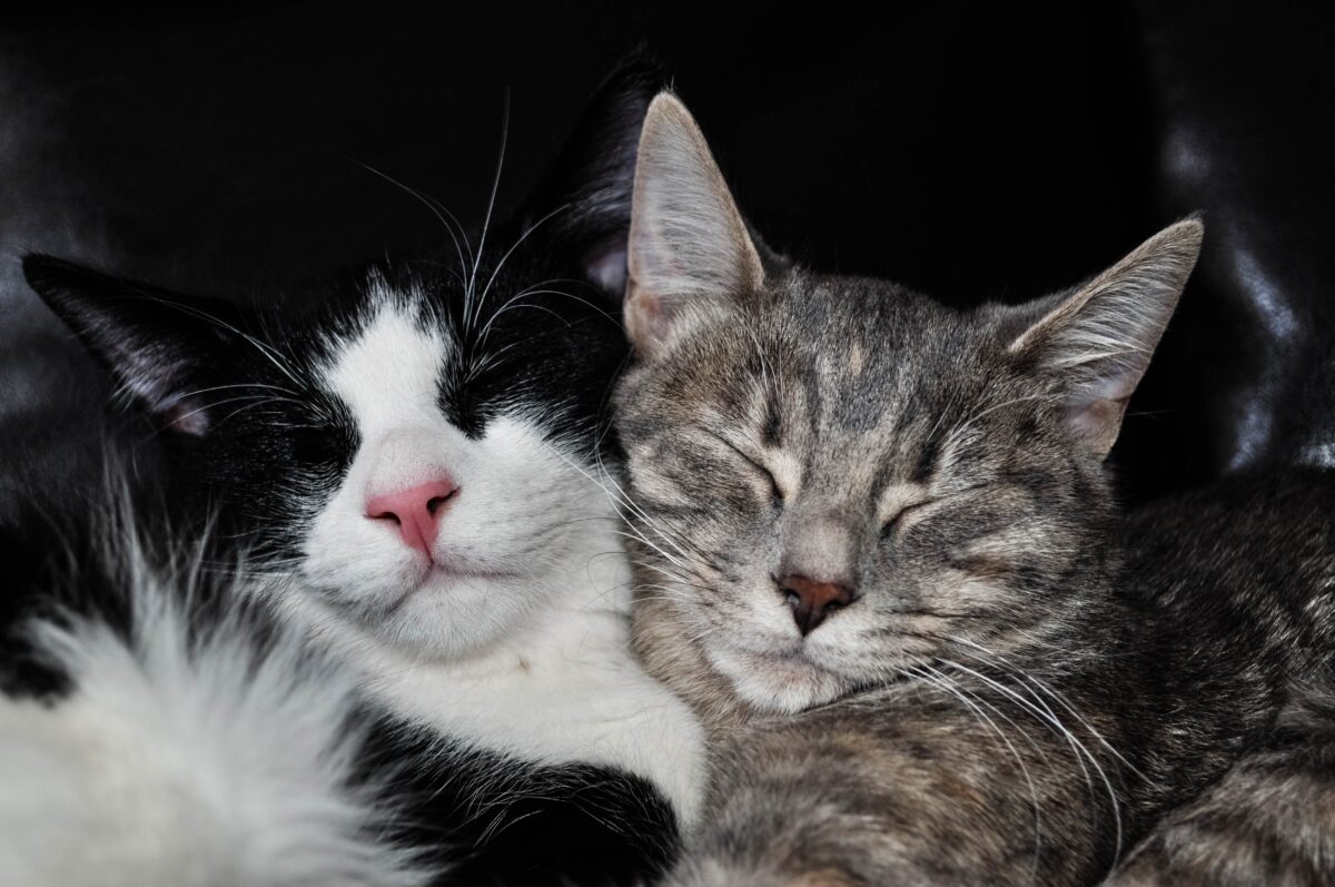 Two cats snuggled together, sleeping peacefully. The cat on the left has a black and white coat with a distinctive black patch over the right eye and ear, and a white muzzle. The cat on the right has a grey tabby coat with dark stripes. Both are resting against a black leather background which contrasts their fur, highlighting their serene expressions and the closeness of their bond.