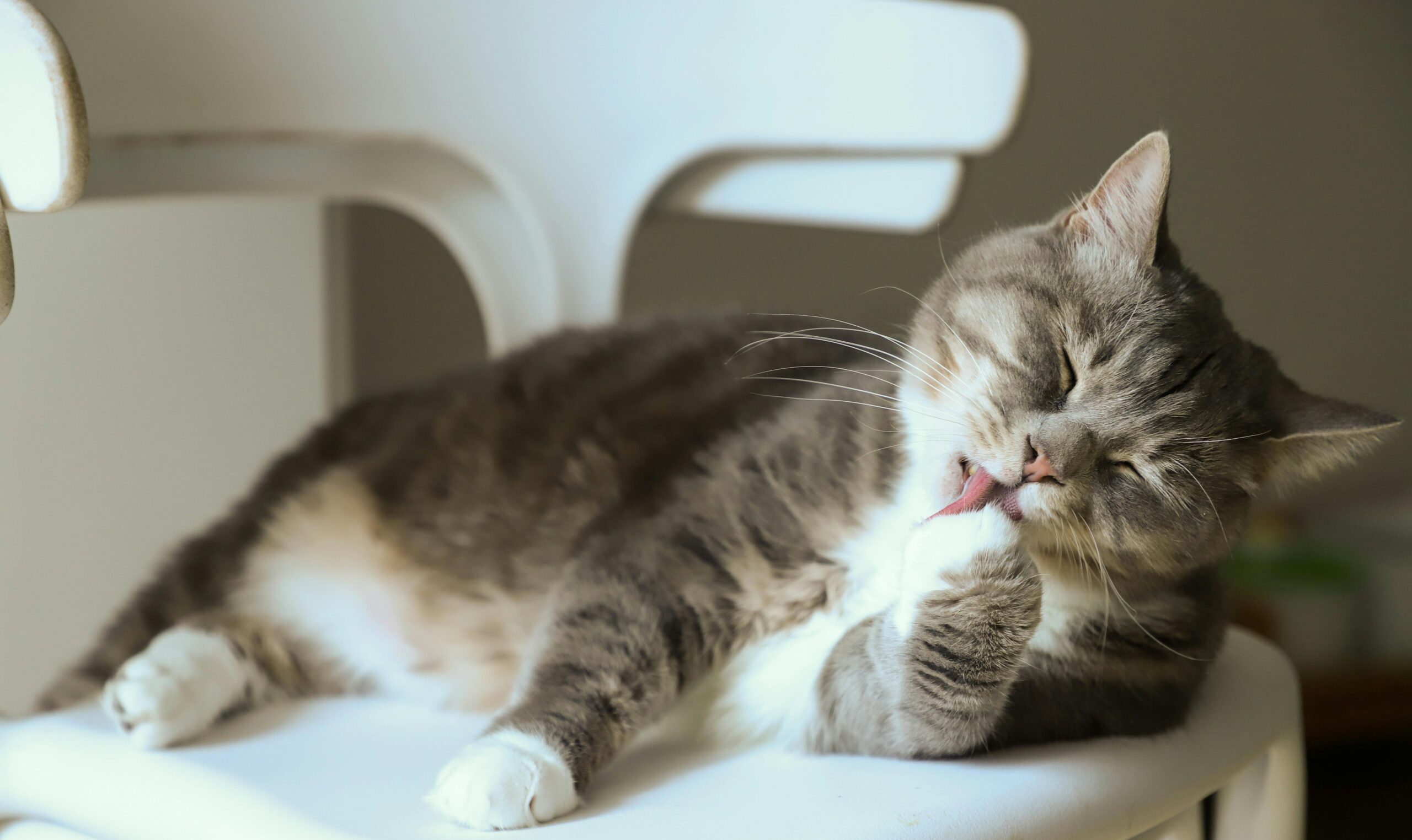 Relaxed cat grooming itself while lying on a chair, symbolizing the stress-free and calm experience that pet transportation services strive to provide for cats during travel.