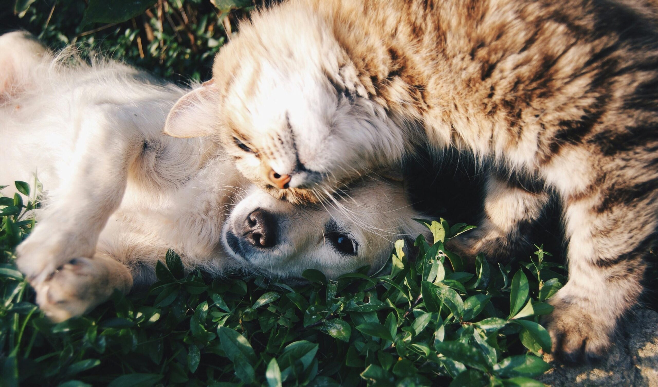 Close-up of a dog and cat lying together on green grass, showing their affectionate bond, representing the safe and comfortable pet transportation services for both cats and dogs.