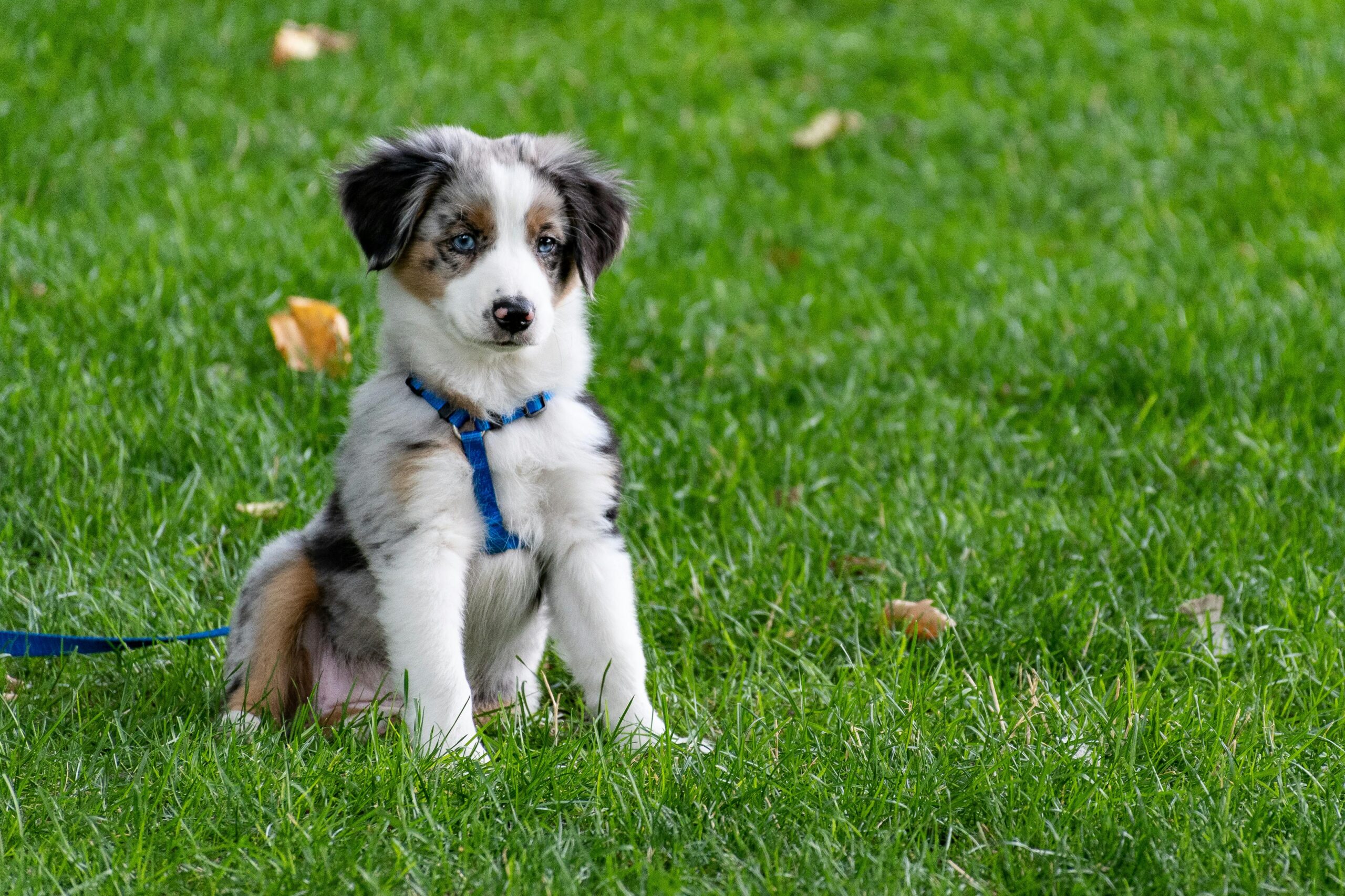 Adorable puppy with a blue harness sitting on green grass in a park, representing the importance of ensuring pets are secure and comfortable during transportation.