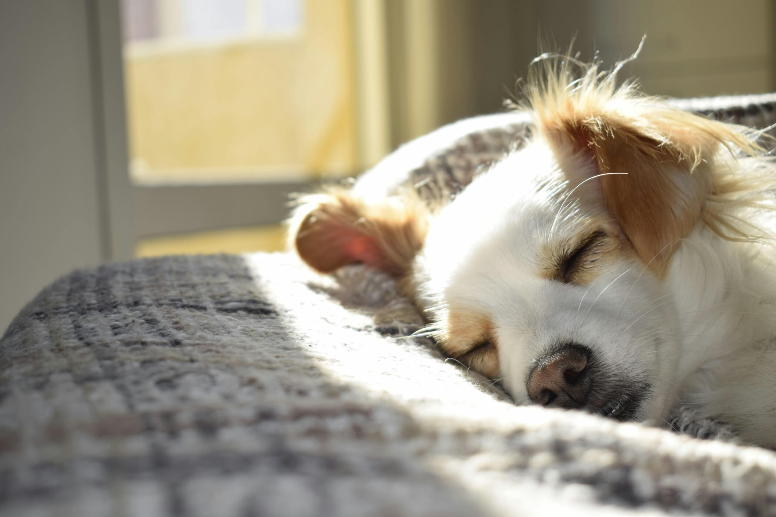 A sleepy dog enjoying a nap on a bed, symbolizing the peace and comfort your dog will experience when using a pet transportation service during travel.