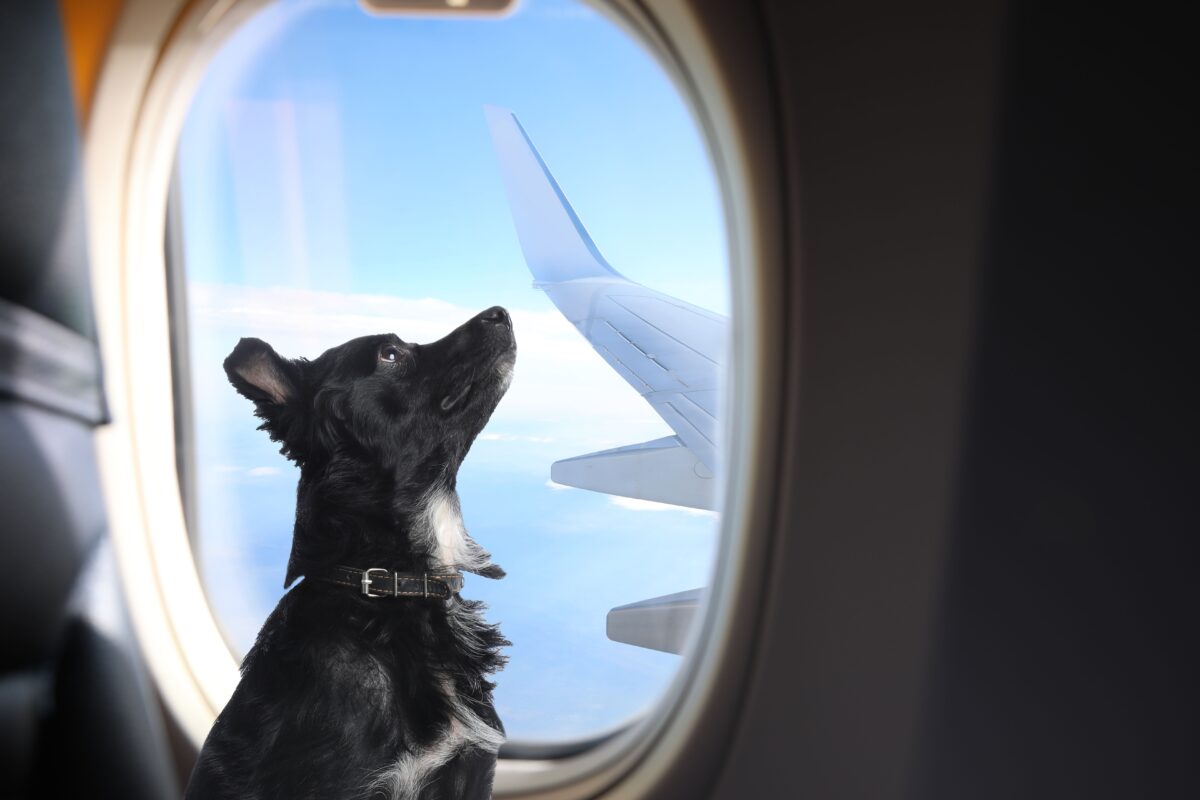 A black dog looking up while sitting next to an airplane window in flight. This image accompanies an article discussing the risks of sedating pets during air travel and explores alternative methods to reduce pet anxiety while flying.