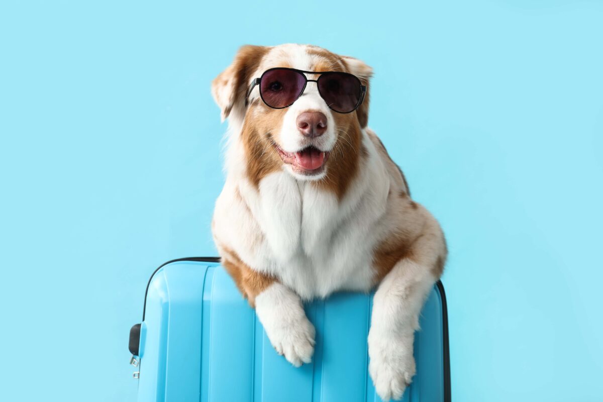 An Australian Shepherd in sunglasses, standing in front of a blue background with a blue suitcase, is all set for its international trip