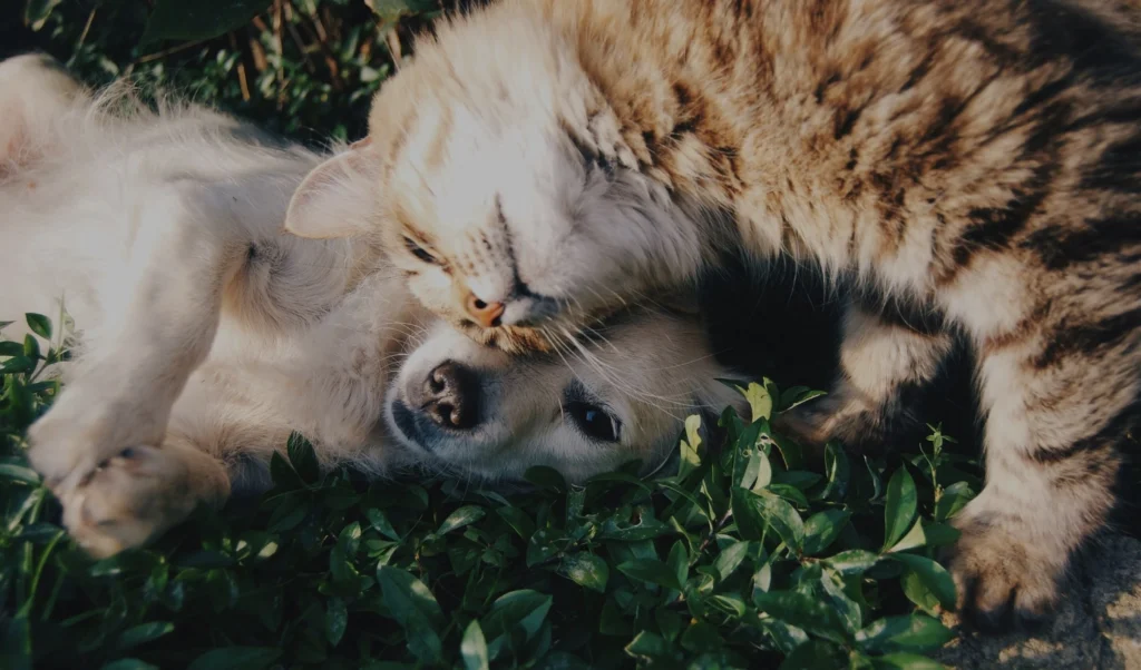 Dog and cat lying in green grass, waiting for transport to their new home.