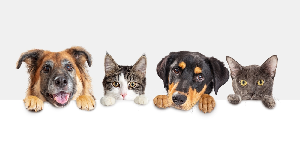 Canada Pet Transport Service WorldCare Pet Transport