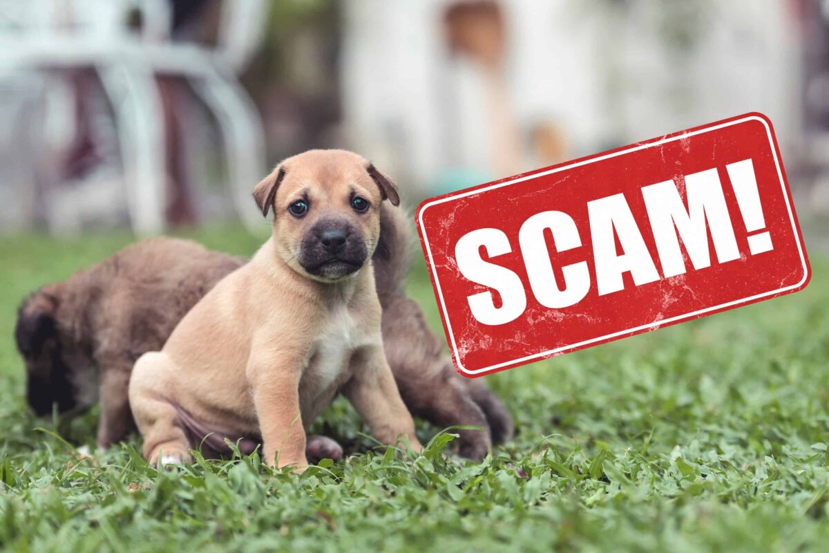 A light brown puppy with a black muzzle sits on grass, looking directly at the camera. Another puppy is lying down in the background, slightly out of focus. A large red stamp with the word ‘SCAM!’ in white capital letters is diagonally across the image, indicating a warning about potential pet scams.