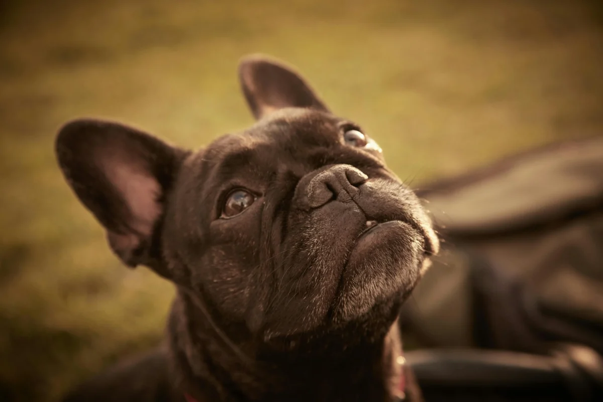 Safe Travel Tips for Snub-Nosed Pets: Relocating Brachycephalic Breeds