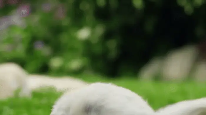 Smiling puppy looking happy and relaxed, capturing the joy of a safe pet relocation