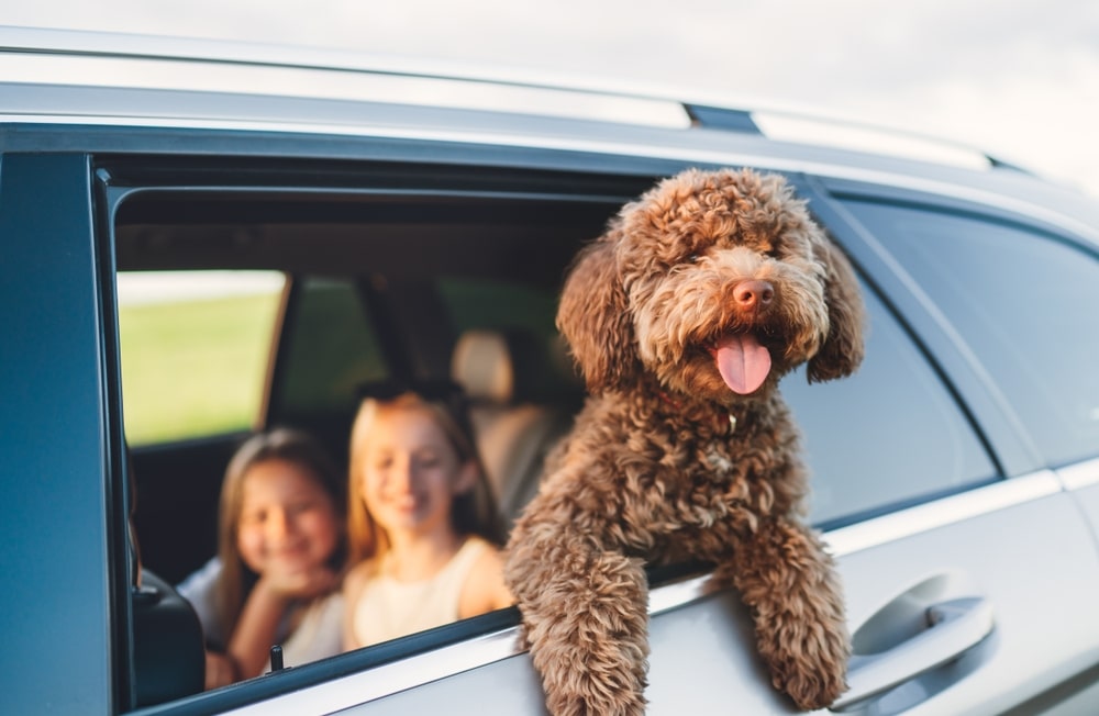 Fluffy brown dog enjoying the breeze with its head out the window during a pet move.