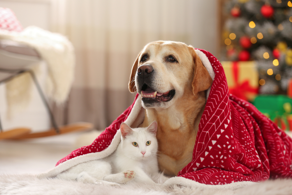 A happy dog and cat sitting together by a Christmas tree, symbolizing holiday pet safety and care.