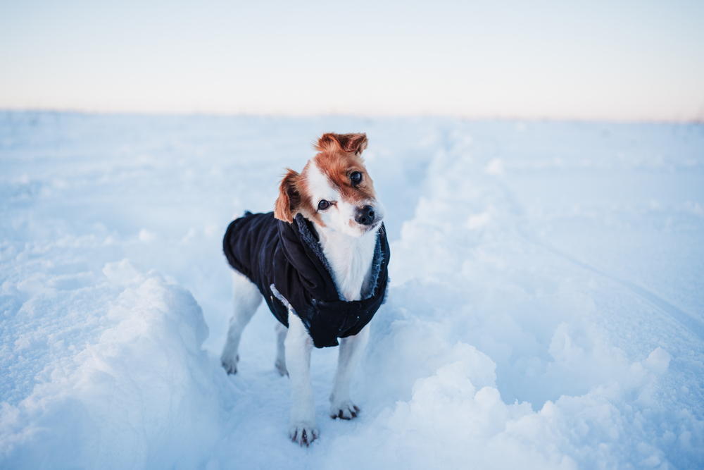 Jack Russell dog wearing a winter coat, ready for relocation, with a snowy white background.