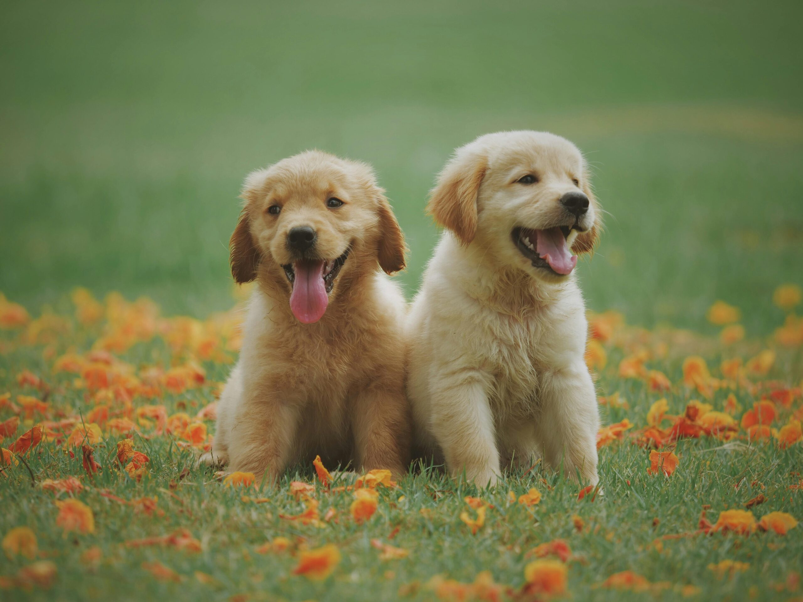 Two golden retriever puppies in a field of flowers, symbolizing reliable dog shipping services with WorldCare Pet.