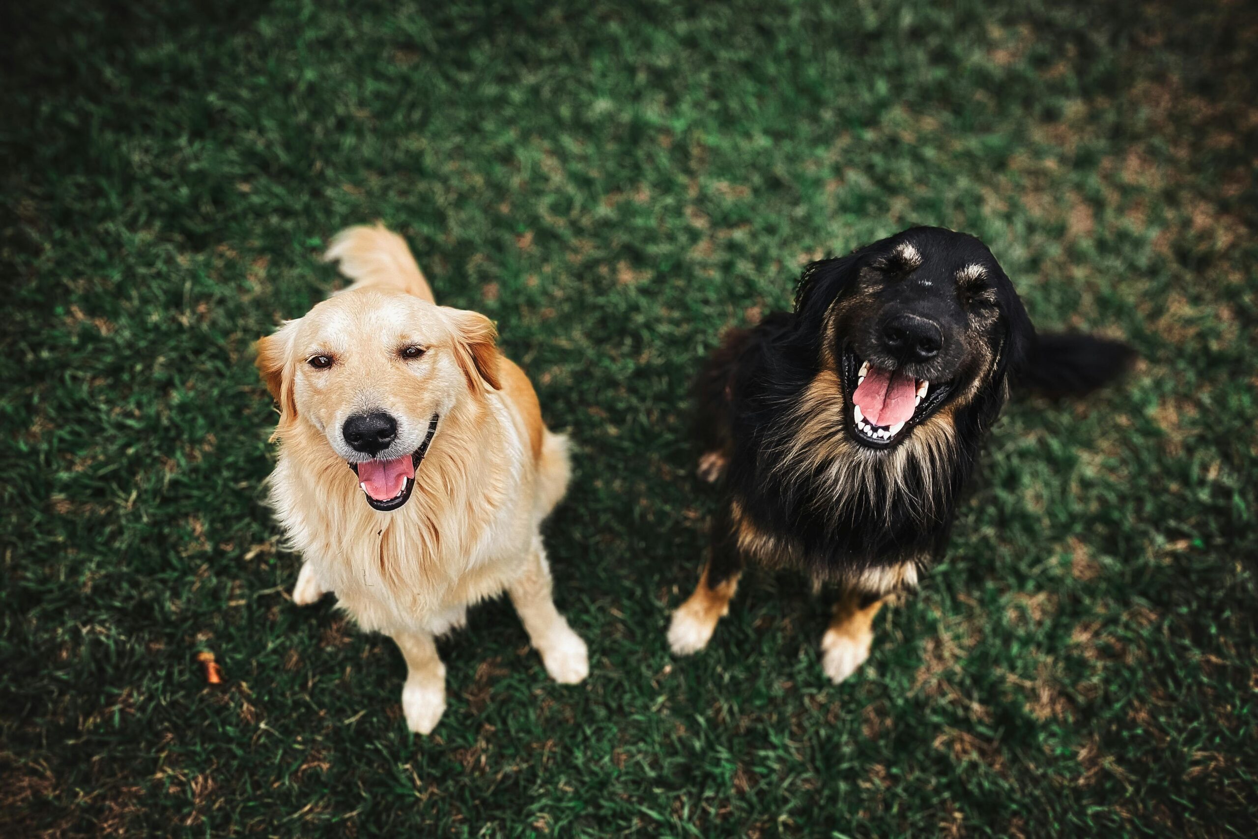 Two happy dogs sitting on a grassy field, looking up at the camera with big smiles. One dog has a golden coat, while the other has a black and tan coat.