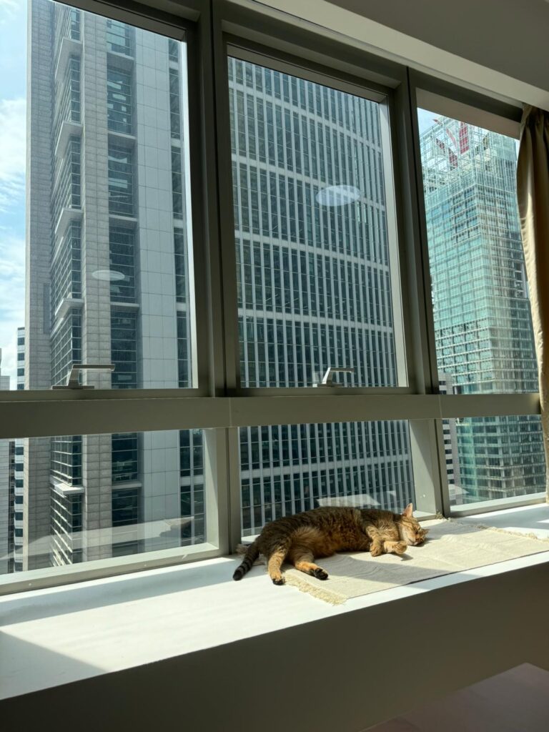 Cat named Dizzee relaxing in his new home after safe international transport from Belgium to Singapore.
