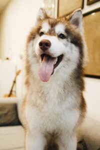 A happy Alaskan Malamute with a thick white and brown coat sits indoors, panting with its tongue out, looking relaxed and well-cared for. This friendly pup is a great example of how pet transport services ensure a safe and comfortable journey, helping pets arrive at their new homes happy and stress-free. A guitar and framed pictures are visible in the softly lit background.