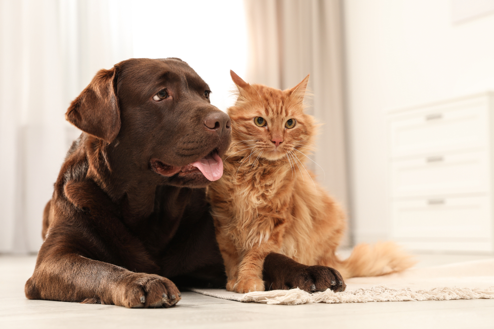 Brown dog and orange cat cuddling on the floor, symbolizing pet companionship and travel requirements for Germany.