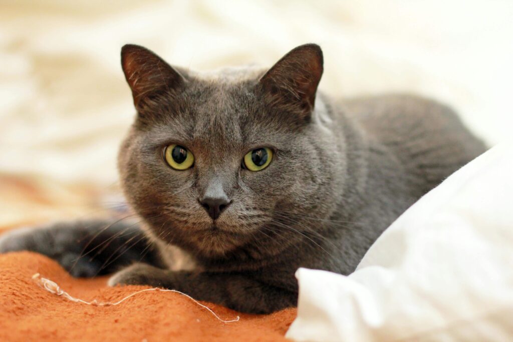 Gray cat relaxing comfortably on a soft surface, enjoying a peaceful moment.