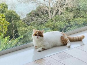 Popo, the exotic shorthair and snub-nosed kitty, is now lounging in his new home in Hong Kong after being pet transported from the USA by WorldCare Pet.