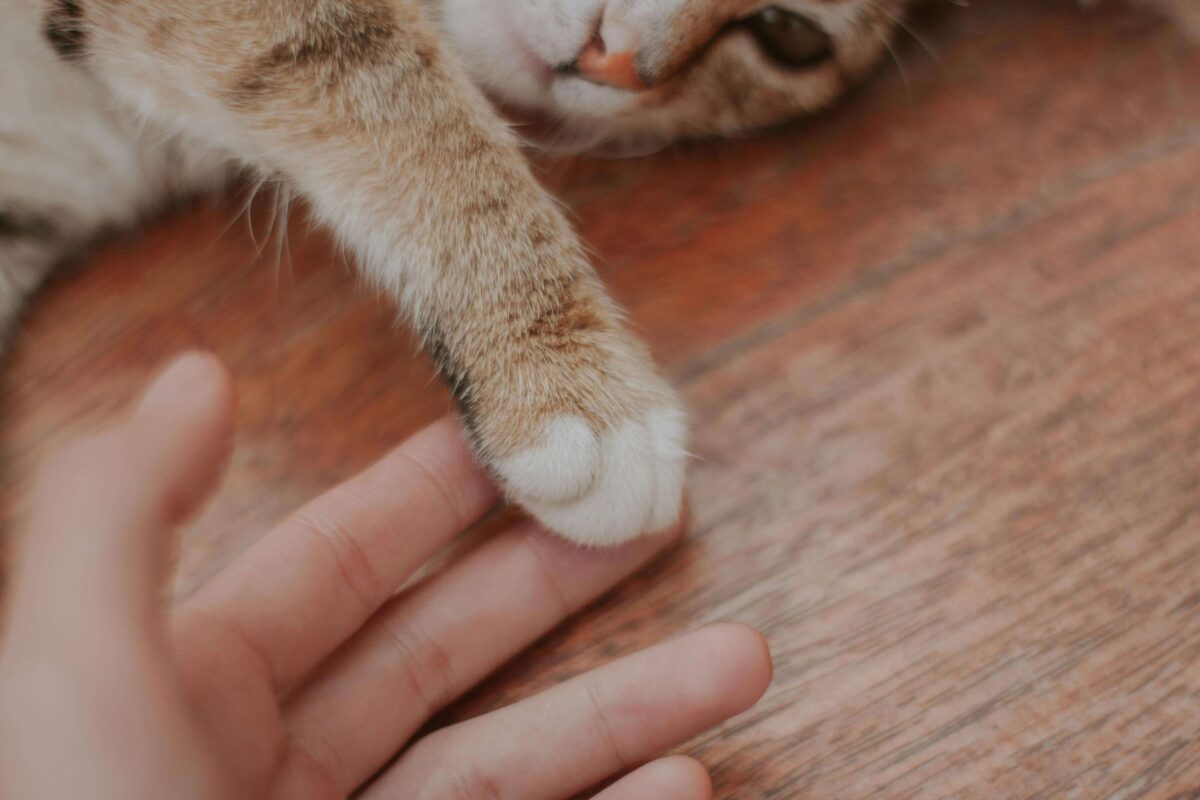 A cat reaching out to its owner's hand, illustrating the bond between them and emphasizing the importance of safe and reliable pet transport.