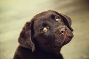 Adorable brown puppy looking back at the camera, capturing the trust pets place in their humans.