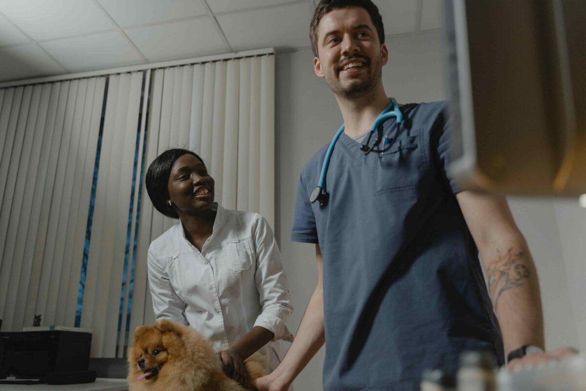 A dog at a veterinary clinic being prepared for a rabies vaccination.