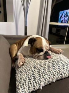 Charlie, an English Bulldog, resting on a decorative pillow before his international flight to Australia.
