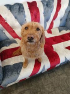 Cinna, a mini Labradoodle, sitting on a cozy UK-themed sofa while waiting for her transport to the U.S.