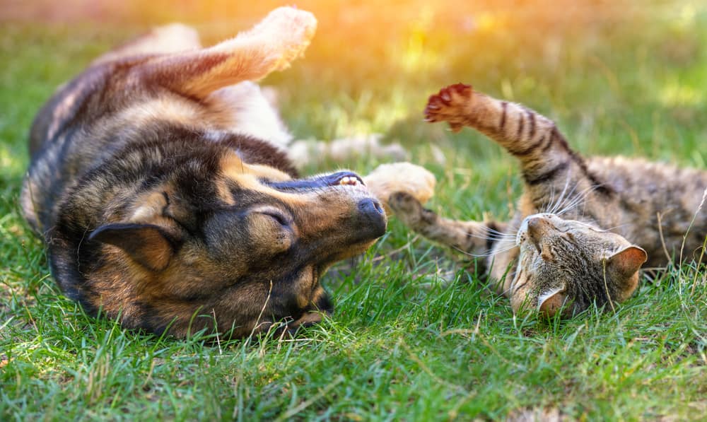 Dog and cat lying on their backs together outdoors, playing peacefully in the sun.