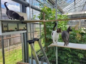 Boots, Lando, and Jess relaxing in their catio in the Netherlands before international pet transport to the U.S.