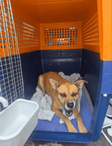 Basil the Husky-Shepherd lying comfortably in her travel crate before her international flight from the US to the UK.