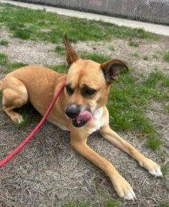 Basil the Husky-Shepherd relaxing in the grass with her tongue out, enjoying a break during crate training and outdoor time.