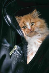 Fluffy orange and white cat sitting comfortably inside a black travel carrier — representing international pet shipping and relocation.