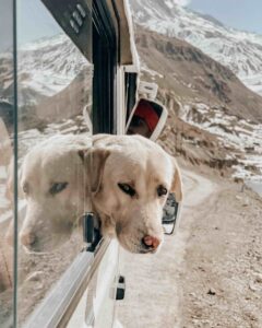 A dog sticks its head out of a car window while traveling down a dirt road, representing pet ground transport.