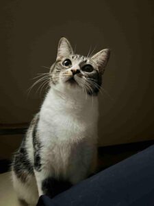 A cat gazes upward, looking away from the camera. This image represents cat shipping services.