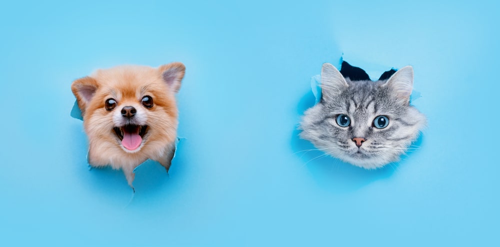 Funny gray kitten and smiling dog with beautiful big eyes on trendy blue background. Lovely fluffy cat and puppy of pomeranian spitz climbs out of hole in colored background.