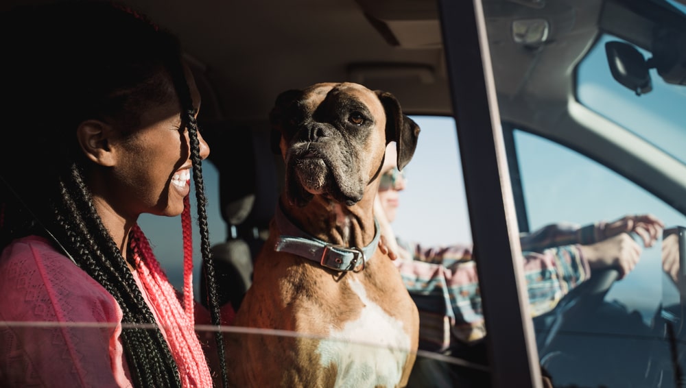 Happy people having fun in summer vacation in car during summer vacation - Young multiracial friends in camper van - Focus on dog face