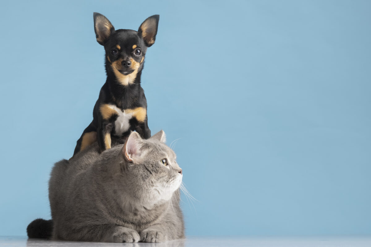 Relocating Pets During Hurricane Season