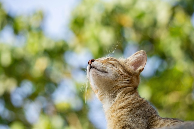 Close-up of an orange tabby cat lifting its face to the sun, eyes closed, with a soft green background.