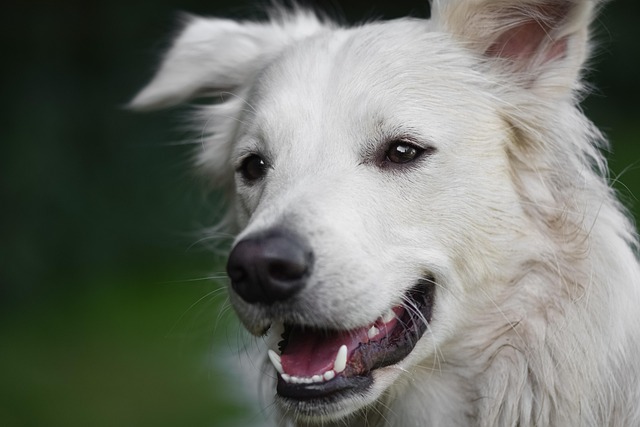 Close-up of a happy white dog with open mouth against a blurred green background.